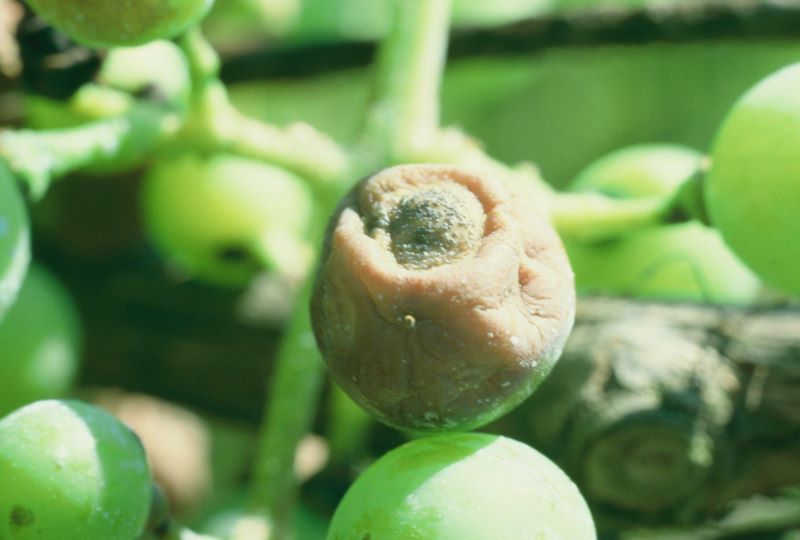 marciume nero della carota